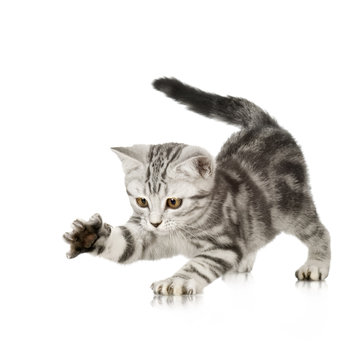 British Shorthair kitten in front of a white background