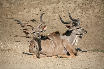 Großer Kudu