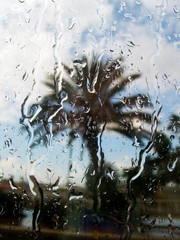Kind of a palm tree from a window filled in by a rain.