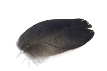 Black feather