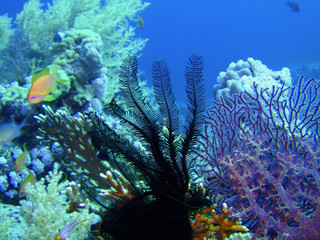 sea lily and coral
