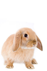 brown-white bunny, isolated on white