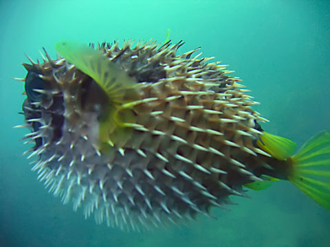 Porcupine Fish