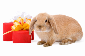Fototapeta premium lop bunny before two red gift box, isolated