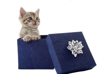 kitten (5 weeks) in a blue gift box