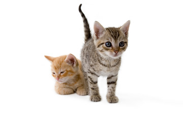 two striped kittens standing on a white background