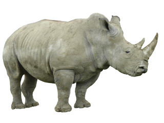 Fototapeta premium rhinoceros