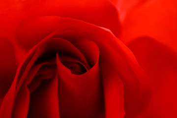 Red rose closeup background