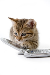 striped kitten with mobile phone, isolated