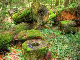 Moss