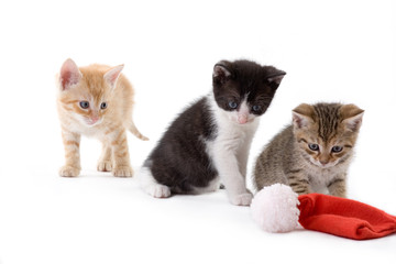  three striped kitten looking a santa hat