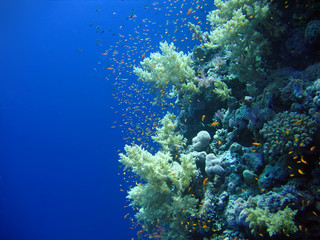 Fototapeta na wymiar Underwater landscape with many small fish. The Red sea