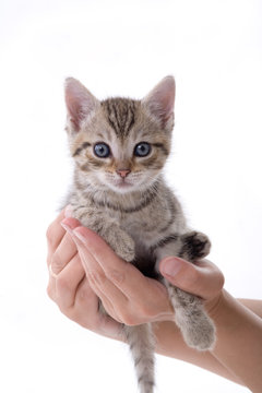  Hands holding a kitten on white background