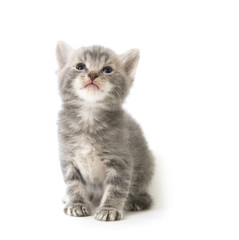 Obraz premium szary kotek patrząc w górę