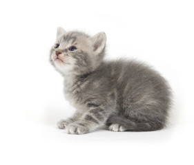 gray kitten on white background