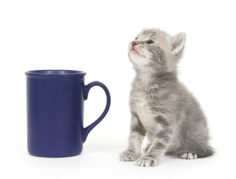 A Gray Kitten Sits Next To A Blue Coffee Cup On White Background