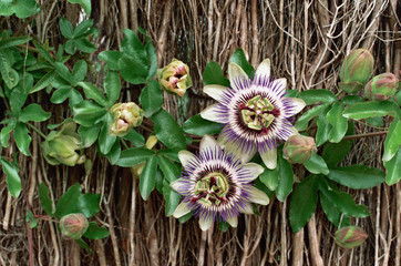 Fleurs de passiflore