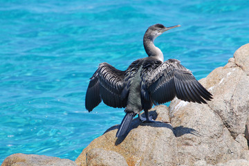 Cormorano in Sardegna