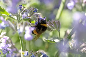 Hummel
