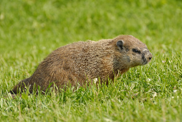 Prairie dog