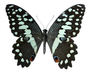 papillon