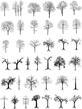 Collection of trees