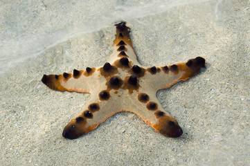 Seestern