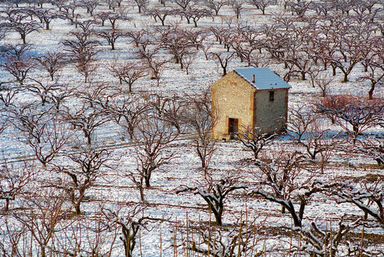 cabanon enneige au milieu des arbres fruitiers