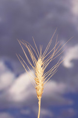 Wheat ear against the blue cloudy sky