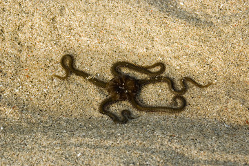 Octopussy