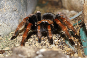 Mexican Fireleg Tarantula