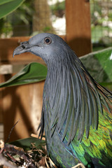 Nicobar Pigeon