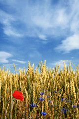 summer wheat field 