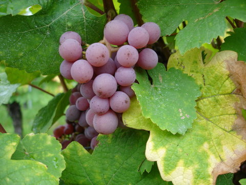 Grappe de raisins dans le vignoble alsacien