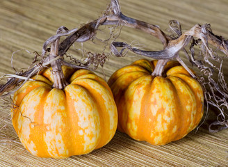 Pumpkins with vine still attached