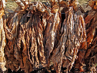 Tobacco Plantation