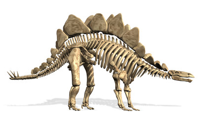 Stegosaurus Skeleton © AlienCat