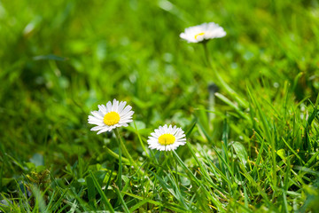 drei Gänseblümchen auf der Wiese © Franz Pfluegl