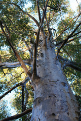Fototapeta premium Baum