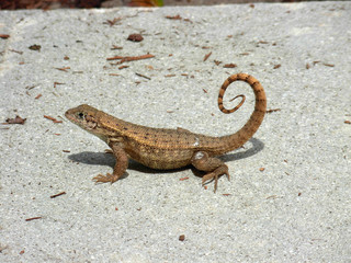 Northern Curly Tailed Lizard 1