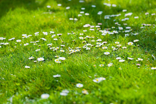 viele G&auml;nsebl&uuml;mchen auf der Wiese