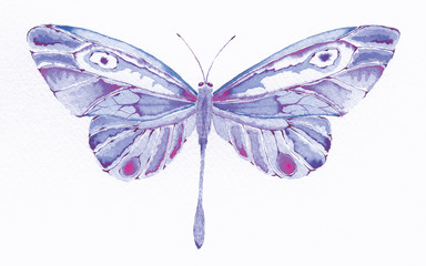 purple fantasy butterfly