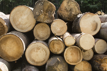 Fototapeta premium Round timbers ready to go to the factory