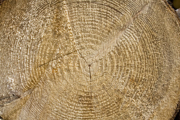 Naklejka premium The circles that indicate the age of the tree