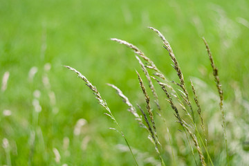 Grass