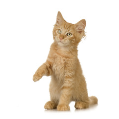 Ginger Cat kitten in front of a white background