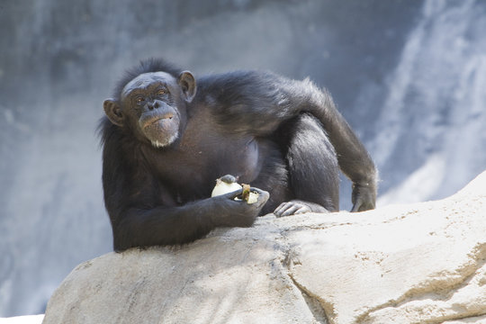Chimpanzee staring at camera