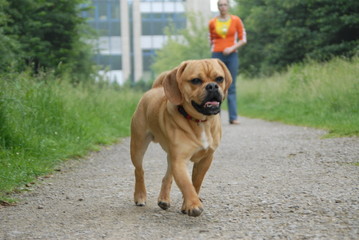 Designerdog im Spaziergang