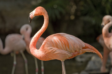 Horizontal image of a wet flamingo 