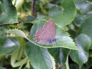 farfalla